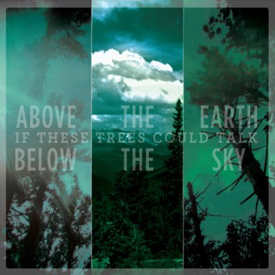 CD Shop - IF THESE TREES COULD TALK ABOVE THE EARTH, BELOW THE SKY
