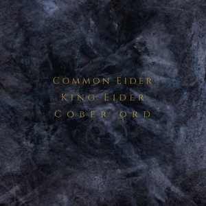 CD Shop - COMMON EIDER, KING EIDER PALIMPSESTE