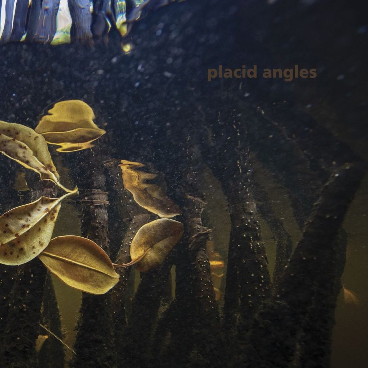 CD Shop - PLACID ANGLES TOUCH THE EARTH
