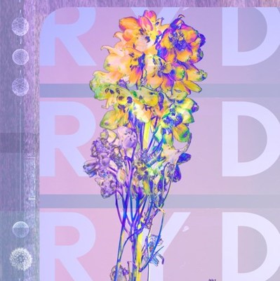 CD Shop - RYD RYD