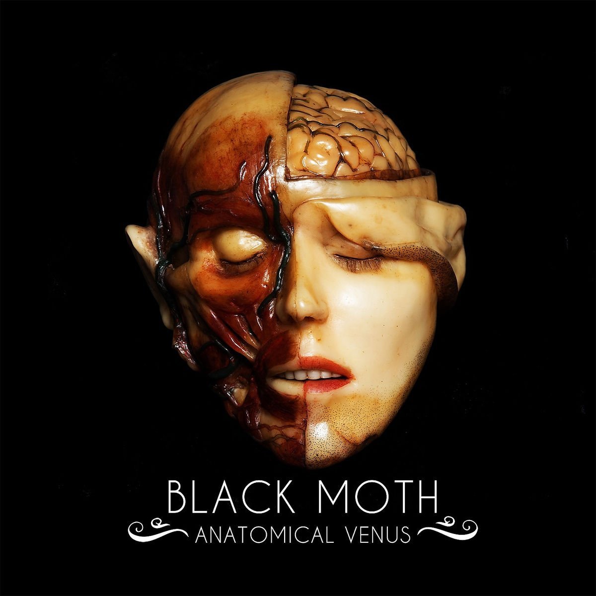 CD Shop - BLACK MOTH ANATOMICAL VENUS
